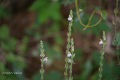 Justicia wynaadensis